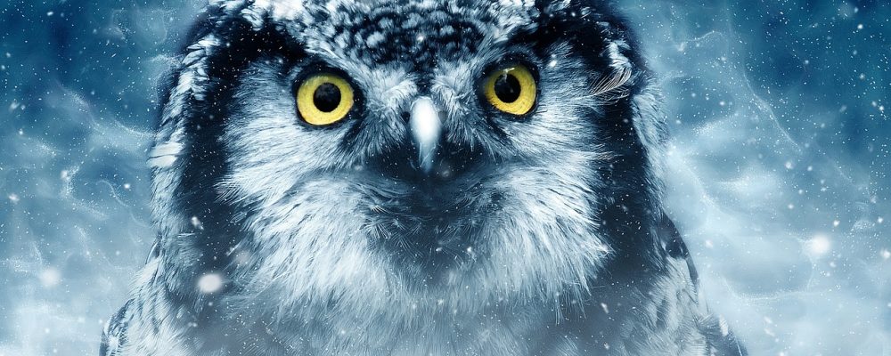bird-owl-wildlife-3732867 bird, owl, wildlife-3732867.jpg